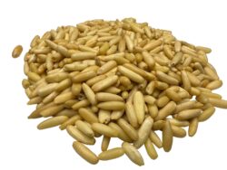 Pine Nut Kernelf